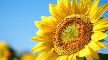 A vibrant sunflower against a clear summer sky.