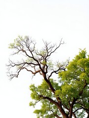 Fototapeta premium an image of a tree with no leaves and no leaves on it, there is a large tree that is standing in the middle of the field