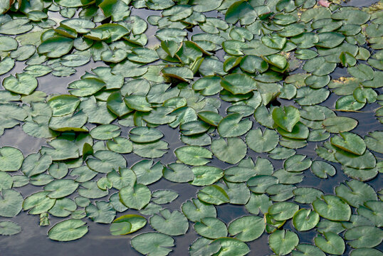 Florida morning light wetland waterlily (Nymphaea sp.) lilypads