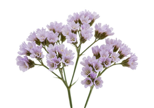 Purple statice cluster against black light catching the tiny blooms
