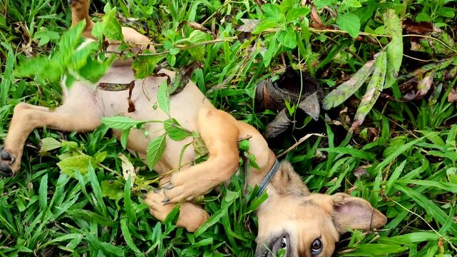 A brown puppy playing in the leaves. Cute dog on green grass