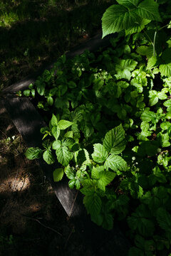 Lush Foliage Thrives in Garden Shadows