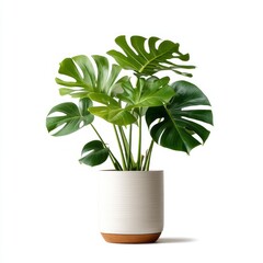 Monstera Plant stock image