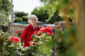 An elderly woman checks the blooming roses in her garden