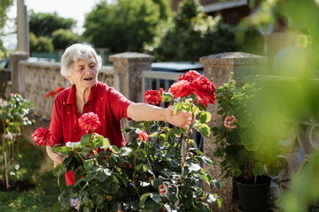 An elderly woman checks the blooming roses in her garden