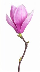 Fototapeta premium Vibrant pink magnolia flower in bloom on thin stem against white background