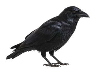 Ravens intense stare