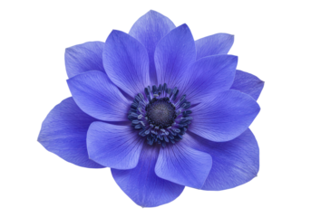 Sapphire Bloom A vivid blue flower bursts from the darkness a captivating display of natures artistry
