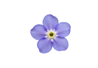 Serene Blue Flower A captivating floral portrait on black