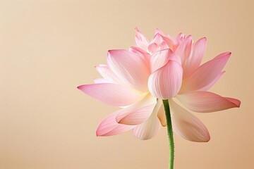 Fototapeta premium Pink lotus flower in bloom on beige background. Symbol of purity and enlightenment. Meditation aid for yoga practice. Greeting card for Buddhist Vesak Day, Hindu Diwali festival