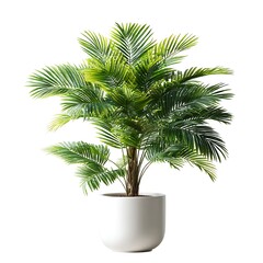 Obraz premium A potted palm, its fronds a vibrant green against the stark white backdrop