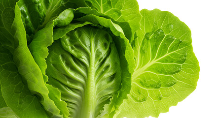 Fototapeta premium Fresh Green Spinach Leaves Isolated on White Background