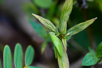 Close-up view of grasshopper on green leaves