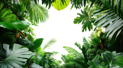 Lush Green Tropical Foliage Framed Against A Transparent Background For Natural Aesthetic
