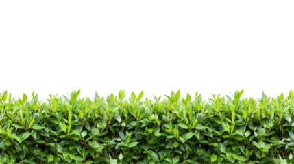 Vibrant Green Hedge with Fresh Leaves Against Transparent Background in a Natural Setting