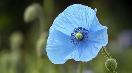 Closeup View of a Stunning Blue Poppy Blossom; Exquisite Details and Vibrant Colors in Nature's Embrace