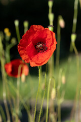 Coquelicot rouge ouvert