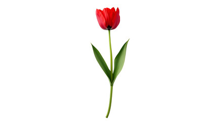 Fototapeta premium Single Red Tulip on Black Background Botanical Beauty Elegant Flower,