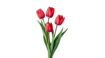Obraz premium Four Red Tulips Dark Background Floral Beauty Spring Flowers