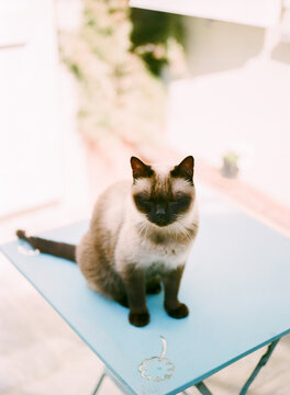 Siamese cat sitting on garden table and blinking