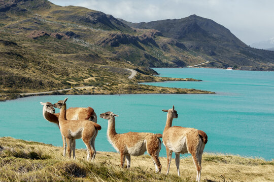 Guanacos Roaming the Wild Beauty of Patagonia