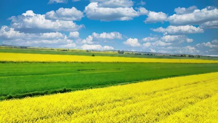 Obraz premium green field and blue sky