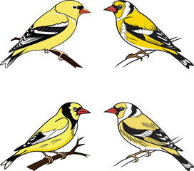 goldfinch bird,black silhouette,American,vector