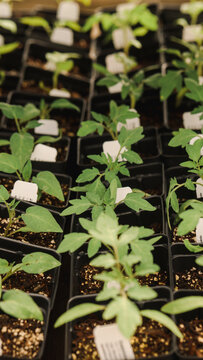 Sprouts in a Greenhouse