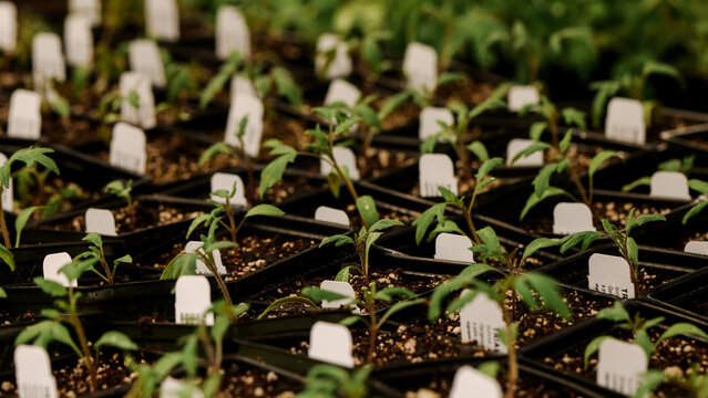 Sprouts in a Greenhouse