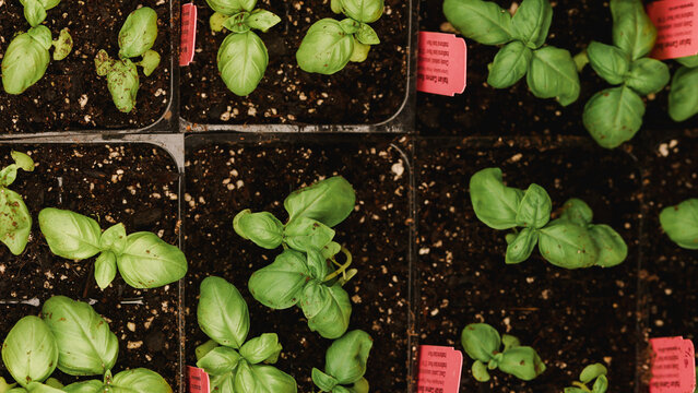Sprouts in a Greenhouse
