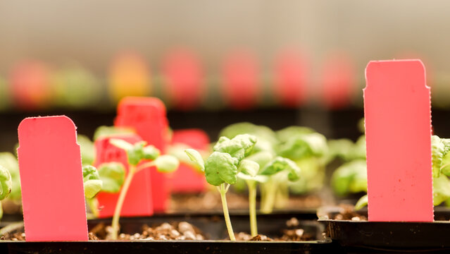 Sprouts in a Greenhouse