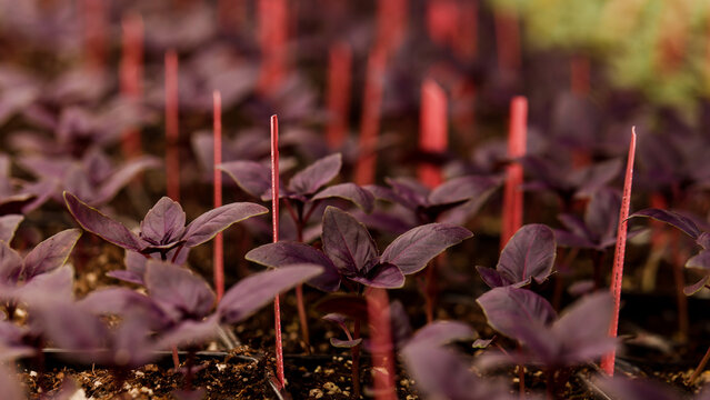 Sprouts in a Greenhouse