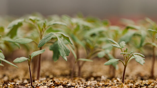 Sprouts in a Greenhouse