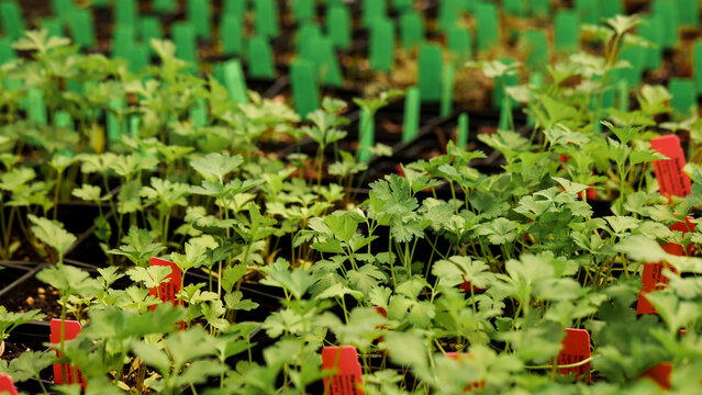 Sprouts in a Greenhouse