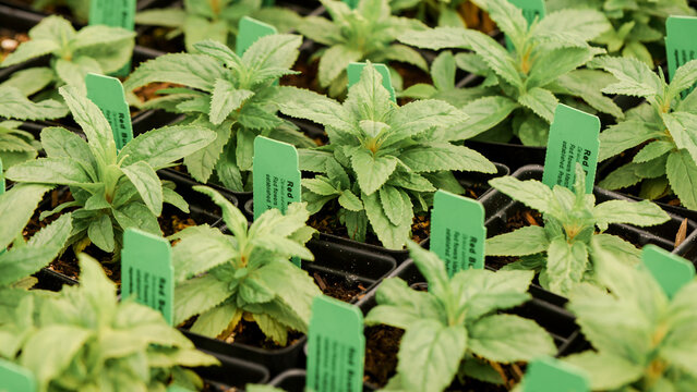 Sprouts in a Greenhouse