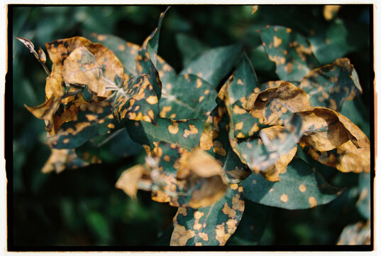 Foliage with natural yellow spots 