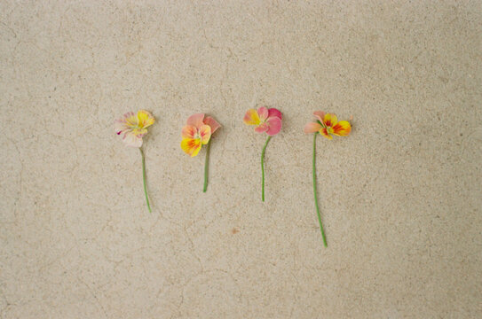 Brush Stroke Violas