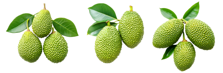Marang fruit with textured skin and green leaves, isolated on white transparent background. Concept of tropical fruits.