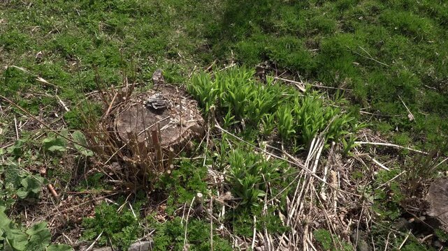 A small tree trunk that has been cut, surrounded by vegetation growing under the influence of water and the spring sunlight. Truly a breathtaking scene.