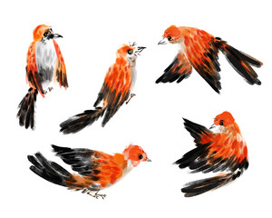 A digital painting imitating Chinese brush strokes of a bird in four poses on white background.