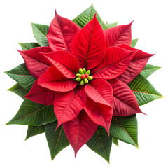 Stunning Red Poinsettia Flower Image - Christmas Floral Background