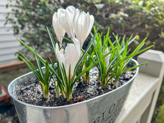 Crocus