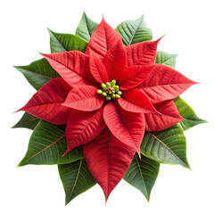 Red Poinsettia Flower Christmas Holiday Plant