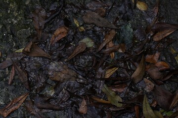 leaves falling on the ground. for wallpaper