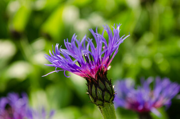 Close up of a purple cornflower showing fragile petals and pistils a favourite with pollenators