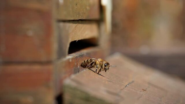 Bees at the entrance to their hive. Some come out of the hive and start their flight, while others return to their bee colony from their flight.