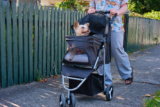Non binary youth pushing their old dog in a dog pram