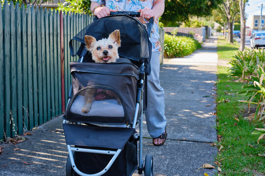 Non binary youth pushing their old dog in a dog pram