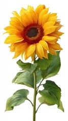 Fototapeta premium International Sunflower Guerilla Gardening Day. Vibrant yellow sunflower with lush green leaves