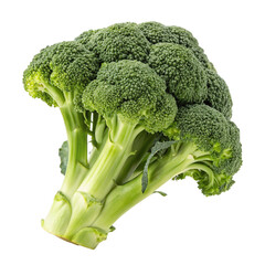 Broccoli vegetable isolated neatly on a clean white background
